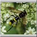 Tenthredo cf marginella~thomsoni - Blattwespe m01a.jpg